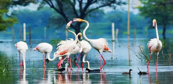 Golden Triangle with Wildlife